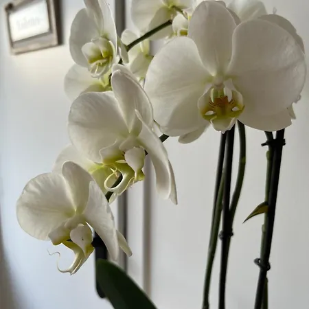 Semesterbostad Le Petit Paradis